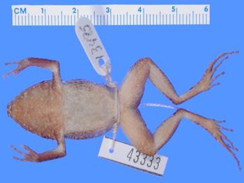 Media type: image; Herpetology A-43333